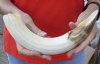 13-inch Curved Hippo Tusk, hippo Ivory, .85 pound.  (You are buying the hippo tusk pictured) for $130.00 (CITES #300162) 
