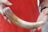 8-inch Curved Hippo Tusk, hippo Ivory, .55 pound and 30% solid.  (You are buying the hippo tusk pictured) for $75.00 (CITES #300162) 