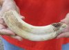 9-inch Curved Hippo Tusk, hippo Ivory, .45 pound and 10% solid.  (You are buying the hippo tusk pictured) for $70.00 (CITES #300162) 