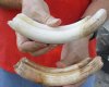 2 pc lot of 7 to 8-inch Hippo Tusks, hippo Ivory, .95 pounds and 20% solid.  (You are buying the 2 hippo tusk pictured) for $130.00 (CITES #300162) 