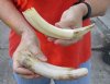 2 pc lot of 8 to 9-inch Hippo Tusks, hippo Ivory, .95 pounds and 20% solid.  (You are buying the 2 hippo tusk pictured) for $135.00 (CITES #300162) 
