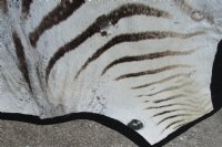 82" x 64" Real A- Grade Zebra Skin Rug with felt backing - you are buying the zebra hide pictured for $1200.00 (Adult Signature Required)