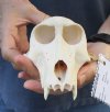 6-1/4 inches Female Chacma Baboon TOP SKULL ONLY for Sale (CITES 300162) - You are buying this one for $120