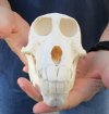 6-3/4 inches Sub-Adult Chacma Baboon Skull for Sale (CITES 300162) - You are buying this one for $200