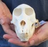 6 inches Sub-Adult Chacma Baboon Skull for Sale (CITES 300162) - You are buying this one for $180  (Missing a couple teeth)