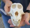 7-1/2 inches Female Chacma Baboon Skull for Sale (CITES 300162) - You are buying this one for $215