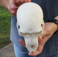 6 inches Sub-Adult Chacma Baboon Skull for Sale (CITES 300162) - You are buying this one for $190