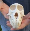 6-1/4 inches Sub-Adult Chacma Baboon Skull for Sale (CITES 300162) - You are buying this one for $170 (Minor damage, missing some teeth)