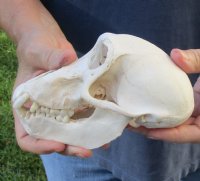 6-1/4 inches Sub-Adult Chacma Baboon Skull for Sale (CITES 300162) - You are buying this one for $170 (Minor damage, missing some teeth)