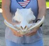 B-Grade 14 inch long African Warthog Skull with 8 Inch Ivory Tusks. Review all photos. You are buying the one pictured for $125 (Damage to skull, missing some teeth)