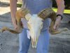 African Ram/Sheep Skull and Horns 28 inches around the curl - Review all photos. You are buying the skull pictured for $170 (The horns are removed for shipping) (Horn does not fit all the way down on skull)