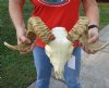 A-Grade African Merino Ram/Sheep Skull and Horns 21 inches around the curl - Review all photos. You are buying the skull pictured for $160 (red paint on horns)