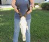 African Female Red Hartebeest skull with 19 inch horns. You are buying the one pictured for $120 (Holes in horns, damage to the underside of skull)