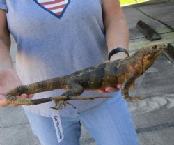 Authentic Green Iguana mount for sale, 15-1/2 inches long x 10-1/2 inches wide x 5-1/2 inches tall for $140.00 