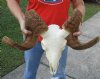 African Merino Ram/Sheep Skull with Horns 30 inches around the curl - Review all photos. You are buying the skull pictured for $180 (Horns do not fit well, rough horns, missing some teeth) 