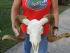 African Merino Ram/Sheep Skull with Horns 29 inches around the curl - Review all photos. You are buying the skull pictured for $180 (Horns do not fit well) 