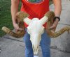 A-Grade African Merino Ram/Sheep Skull with Horns 32 and 34 inches around the curl - Review all photos. You are buying the skull pictured for $185 (Horns have damage) 