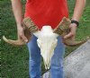 African Merino Ram/Sheep Skull with Horns 27 inches around the curl - Review all photos. You are buying the skull pictured for $170 (Horns do not fit well, rough horns, missing some teeth, paint on horn) 