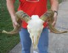 African Merino Ram/Sheep Skull with Horns 24 inches around the curl - Review all photos. You are buying the skull pictured for $160 (Missing some teeth, horns do not fit, rough spots on horns) 