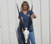 B grade Gemsbok Skull with 28 and 30 inch horns - Review all photos. You are buying the one shown for $160.00