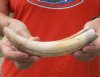 9-inch Curved Hippo Tusk, hippo Ivory, .55 pounds and 40% solid.  (You are buying the hippo tusk pictured) for $75.00 (CITES #300162) 