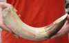 12-inch Curved Hippo Tusk, hippo Ivory, 1 pounds and 10% solid - $125.00 (CITES #300162) 