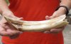 10-inch Semi-Curved Hippo Tusk, hippo Ivory, 1 pounds and 20% solid.  (You are buying the hippo tusk pictured) for $140.00 (CITES #300162) 