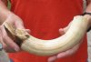 12-inch Curved Hippo Tusk, hippo Ivory, .75 pounds and 30% solid.  (You are buying the hippo tusk pictured) for $115.00 (CITES #300162) 