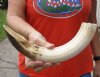 14-inch Curved Hippo Tusk, hippo Ivory, .95 pounds and 30% solid.  (You are buying the hippo tusk pictured) for $145.00 (CITES #300162) 