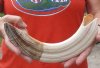 12-inch Curved Hippo Tusk, hippo Ivory, 1.15 pounds and 30% solid.  (You are buying the hippo tusk pictured) for $175.00 (CITES #300162) 