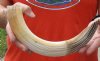 14-inch Curved Hippo Tusk, hippo Ivory, .90 pounds and 20% solid.  (You are buying the hippo tusk pictured) for $135.00 (CITES #300162) 