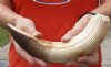 11-inch Curved Hippo Tusk, hippo Ivory, 1 pounds and 20% solid.  (You are buying the hippo tusk pictured) for $150.00 (CITES #300162) 