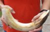 15-inch Curved Hippo Tusk, hippo Ivory, 1 pounds and 10% solid.  (You are buying the hippo tusk pictured) for $150.00 (CITES #300162) 