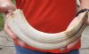 13-inch Curved Hippo Tusk, hippo Ivory, .90 pounds and 10% solid - $112.00 (CITES #300162) 