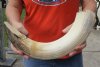 20-inch Curved Hippo Tusk, hippo Ivory, 2.10 pounds - $265.00 (CITES #300162) 