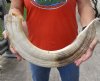 26-inch Curved Hippo Tusk, hippo Ivory, 5.20 pounds -  $650.00 (CITES #300162) (Adult Signature Required)