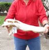 20 inch Alligator TOP SKULL ONLY - You are buying the discounted/damaged top skull shown for $30