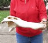 19 inch Alligator TOP SKULL ONLY - You are buying the discounted/damaged top skull shown for $30