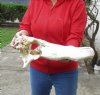 21 inch Alligator TOP SKULL ONLY - You are buying the discounted/damaged top skull shown for $30