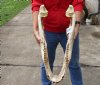 24 inch Florida alligator bottom jaw - You are buying the gator bottom jaw shown for $20 (No teeth)