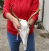 3 point European Mount Whitetail Buck Skull with mandible. The antlers measure 10 - 13 inches - review photos  (You are buying the whitetail buck skull and horns shown) for $90.00
