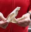 Opossum Skull 4-1/2 inches long and 2-1/2 inches wide - You are buying the skull pictured for $40.00