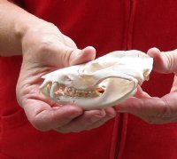 Opossum Skull 4-1/2 inches long and 2-1/2 inches wide - You are buying the skull pictured for $40.00