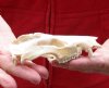 Opossum TOP SKULL ONLY 4-1/2 inches long and 2-1/2 inches wide - You are buying the top skull pictured for $20.00 (top skull only)