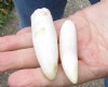 Two Alligator teeth 3 to 3-1/2 inches long from a Florida gator for $20 <font color=red> *Special* </font>