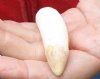 One Alligator Tooth 3 inches long from a Florida gator (You are buying the tooth shown) for $20