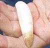 One Alligator Tooth 3-1/2 inches long from a Florida gator (You are buying the tooth shown) for $22