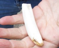 One Alligator Tooth 3 inches long from a Florida gator (You are buying the tooth shown) for $20