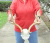 Fallow Deer Skull Plate and horns (antlers) 14 inches wide This skull has holes (You are buying the fallow deer skull and horns shown) for $60.00