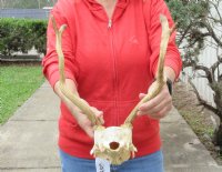 Fallow Deer Skull plate and horns (antlers) 13 inches for $45